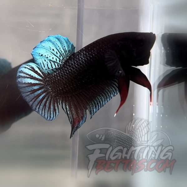 Indonesian VIP Fighter W60#3 Imported Indo Bloodline Betta Plakat