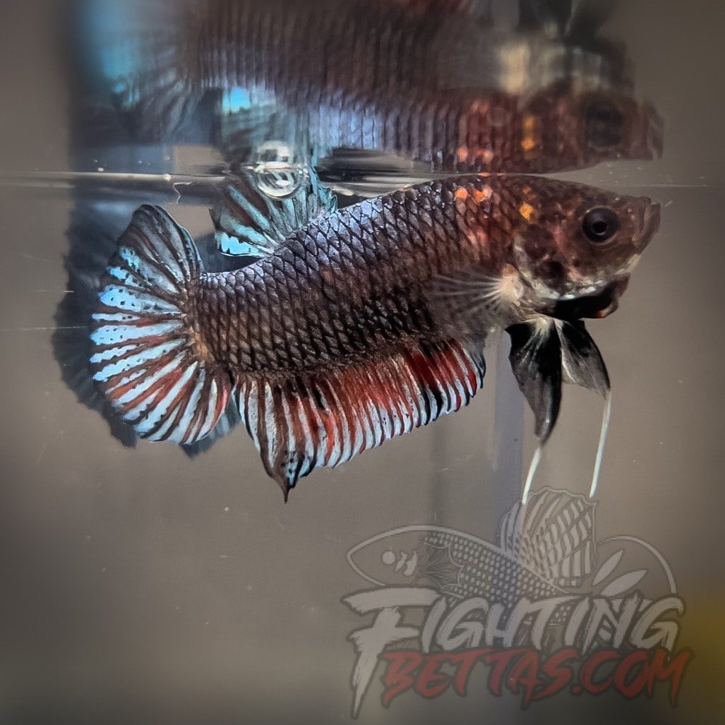 Sakai “GHOST” Fighter SG5#1 Thai Bloodline Betta Plakat