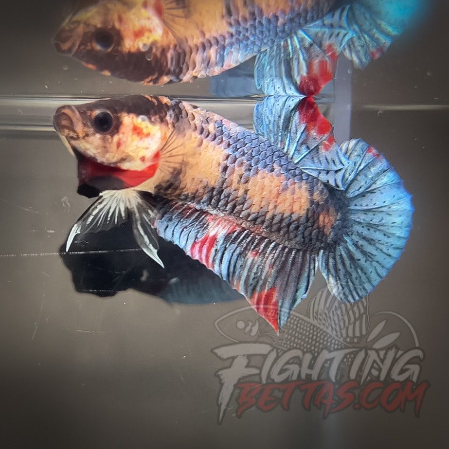Sakai “GHOST” Fighter SG6#13 Thai Bloodline Betta Plakat