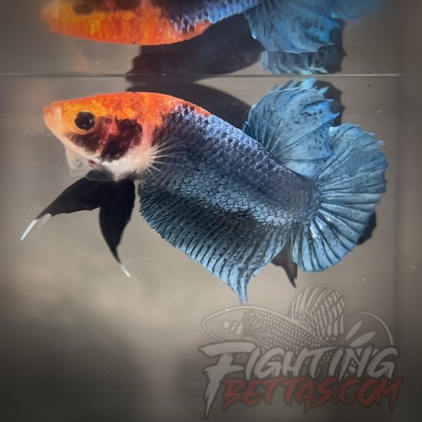 Sakai “GHOST” Fighter SG6#2 Thai Bloodline Betta Plakat