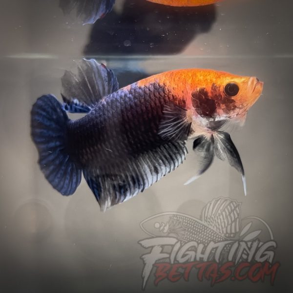 Sakai “GHOST” Fighter SG6#1 Thai Bloodline Betta Plakat