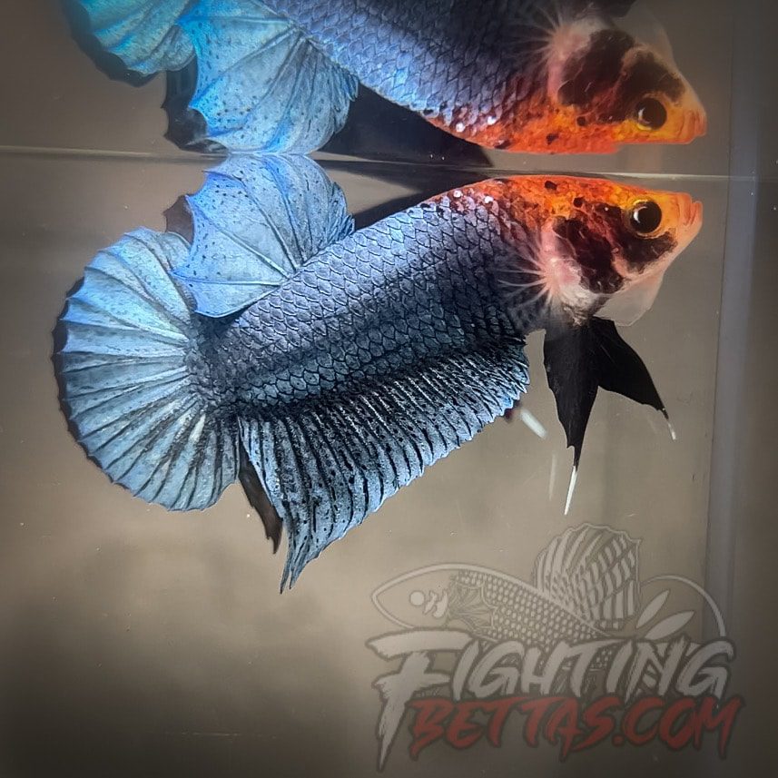 Sakai “GHOST” Fighter SG6#2 Thai Bloodline Betta Plakat