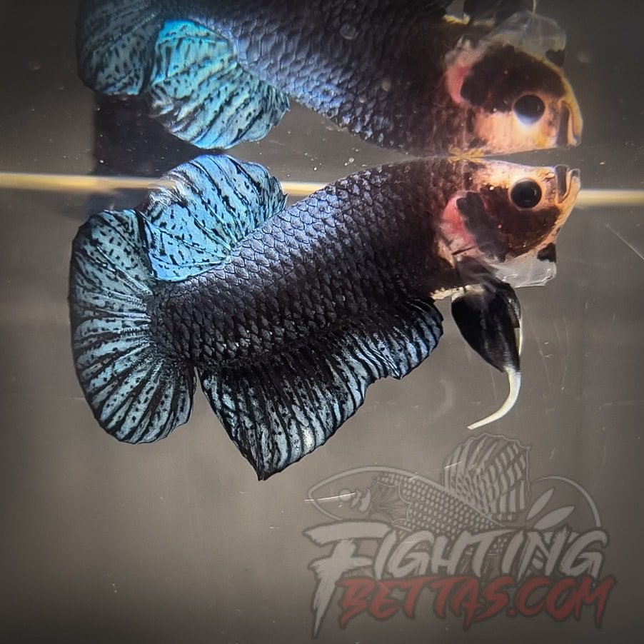 Sakai “GHOST” Fighter SG6#27 Thai Bloodline Betta Plakat