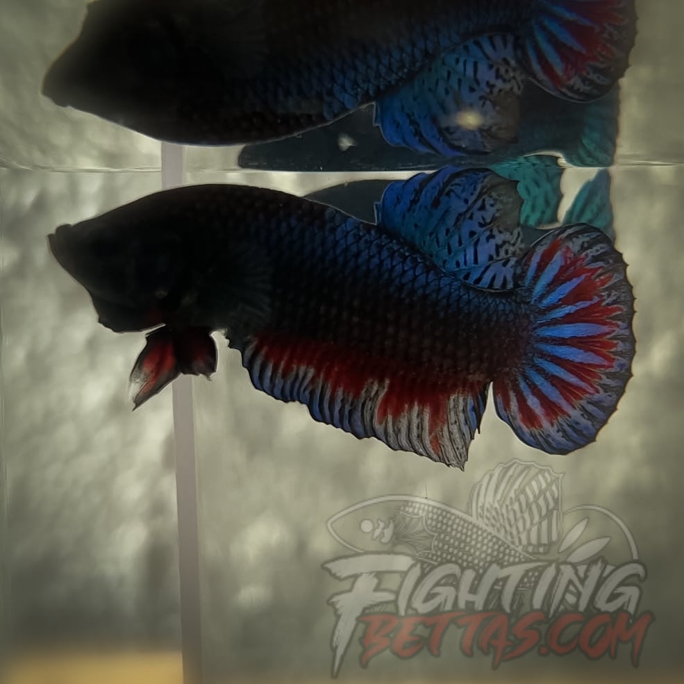 TOP Fighter *DRR* Series DRR-20 Betta Plakat
