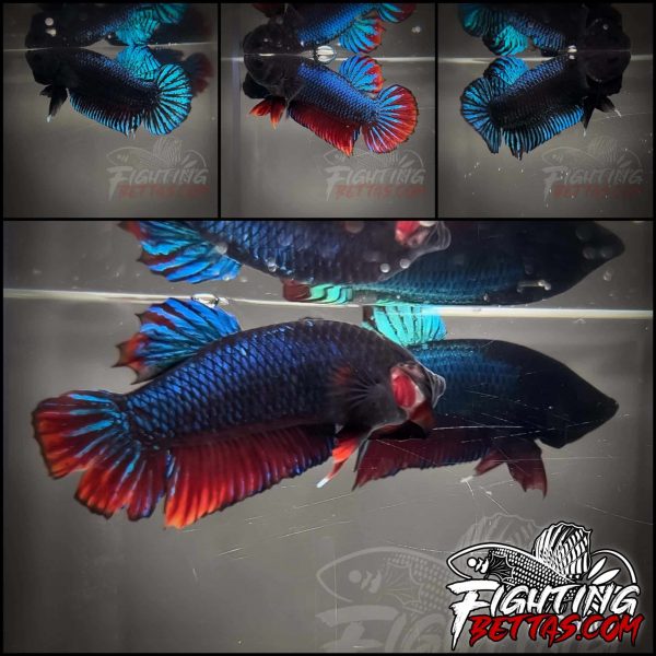 *NEW* Two TD Series Dominican Thai Bloodline Betta Plakat