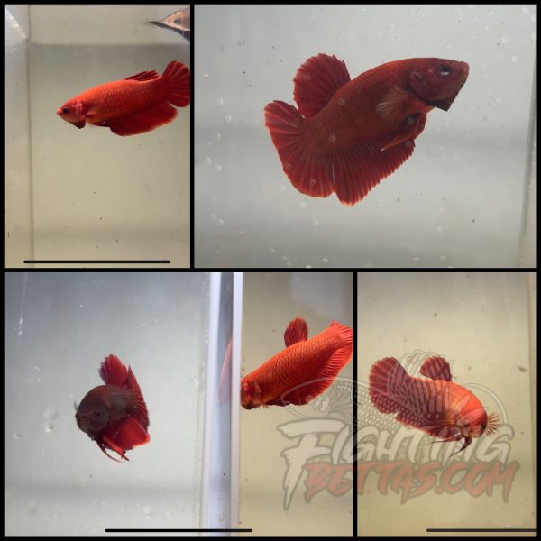 FIRE Bagan Pairs Male Female Imported Indo Bloodline Betta Plakat