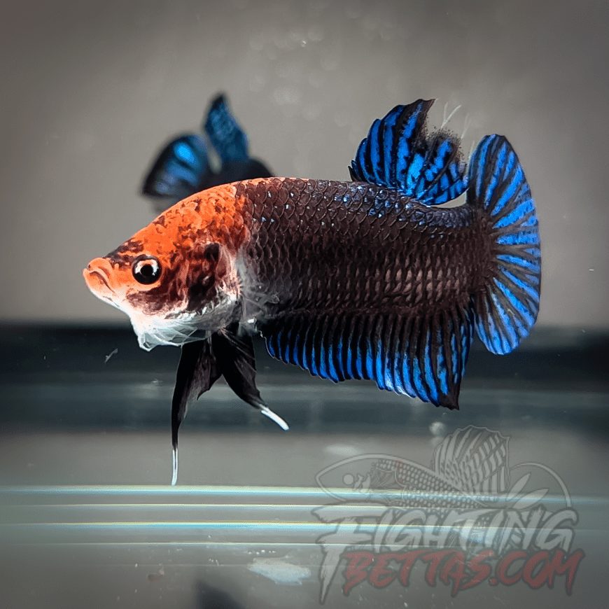 Sakai “GHOST” Fighter SG9#11 Thai Bloodline Betta Plakat