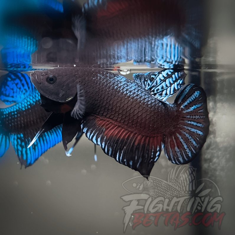 Super Bagan ”SB1” #2 Imported Indo Bloodline Betta Plakat