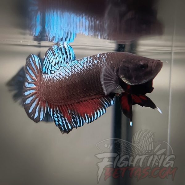 Super Bagan ”SB1” #5 Imported Indo Bloodline Betta Plakat