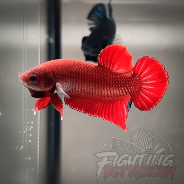 Fire Bagan API BA1#7 Imported Indo Bloodline Betta Plakat