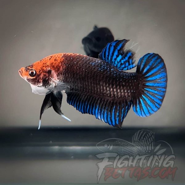 Sakai “GHOST” Fighter SG9#11 Thai Bloodline Betta Plakat
