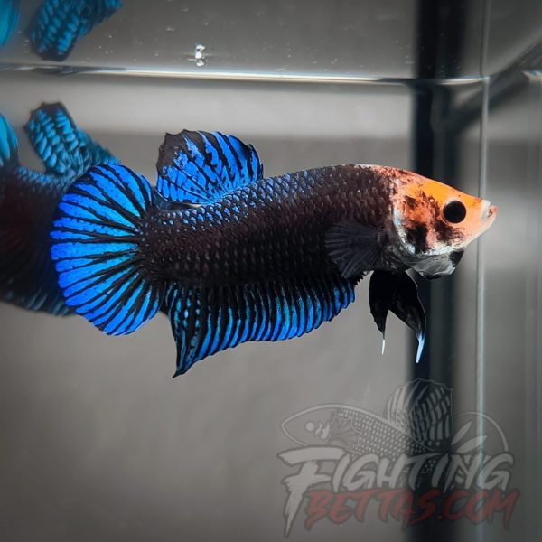 Sakai “GHOST” Fighter SG9#15 Thai Bloodline Betta Plakat