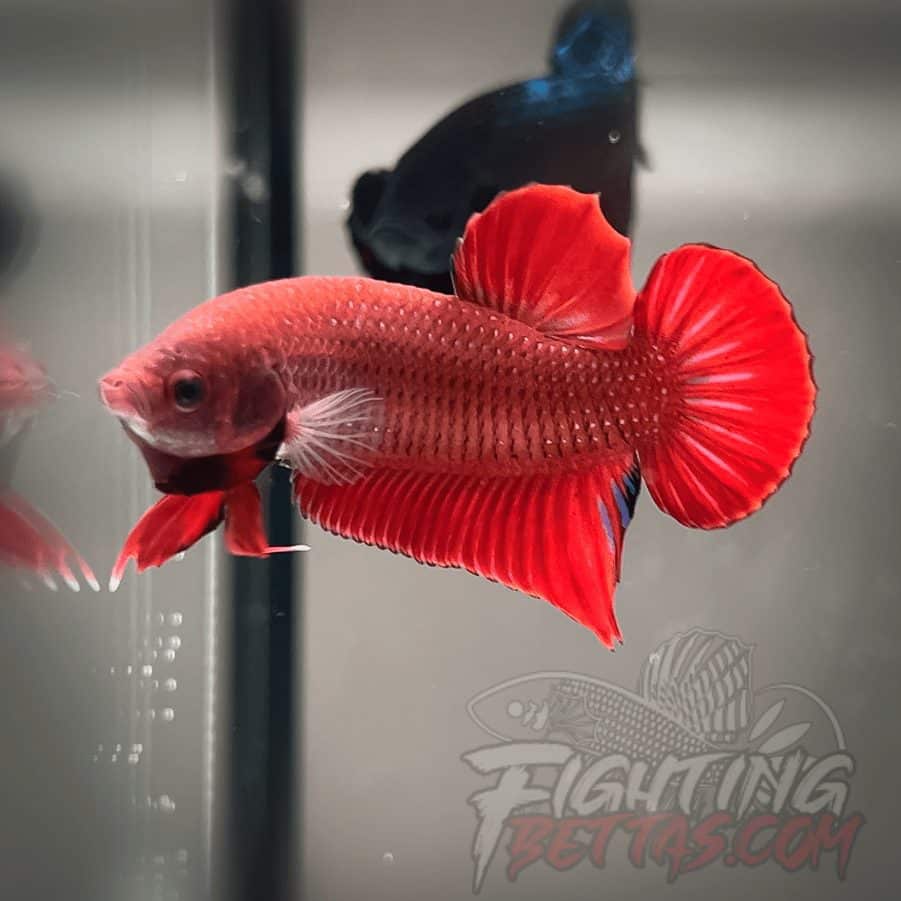 Fire Bagan API BA1#7 Imported Indo Bloodline Betta Plakat