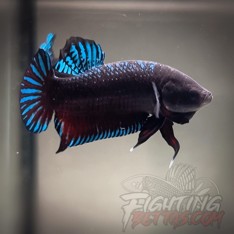 TOP Fighter *DRR* Series DRR-2#1 Betta Plakat