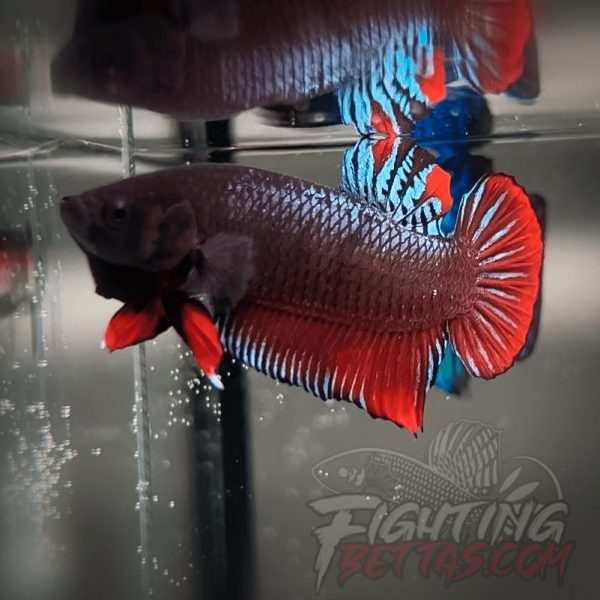 Super Bagan ”SB1” #1 Imported Indo Bloodline Betta Plakat