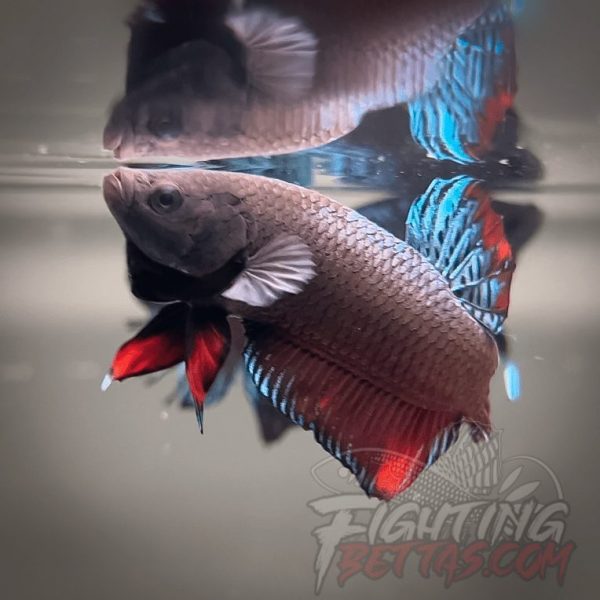Super Bagan ”SB1” #4 Imported Indo Bloodline Betta Plakat