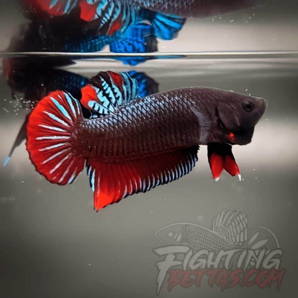 Super Bagan ”SB1” #1 Imported Indo Bloodline Betta Plakat
