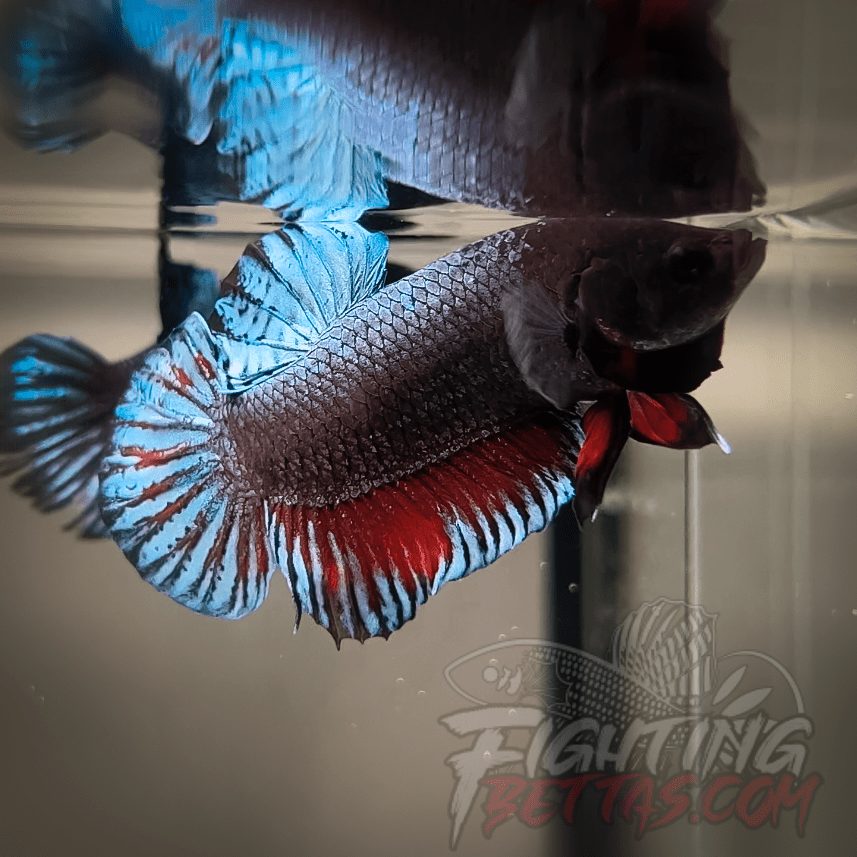 Super Bagan ”SB1” #3 Imported Indo Bloodline Betta Plakat