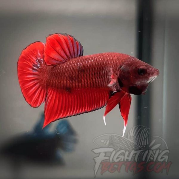 Fire Bagan API BA1#8 Imported Indo Bloodline Betta Plakat