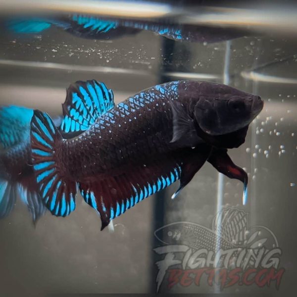 TOP Fighter *DRR* Series DRR-2#1 Betta Plakat