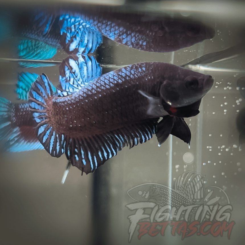 TOP Fighter *DRR* Series DRR-2#2 Betta Plakat