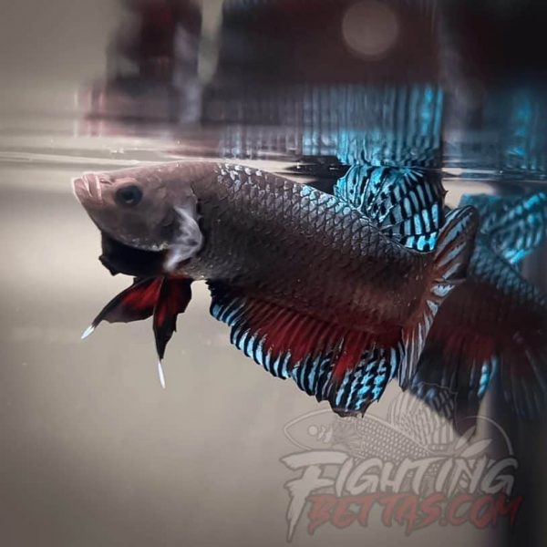 Super Bagan ”SB1” #5 Imported Indo Bloodline Betta Plakat