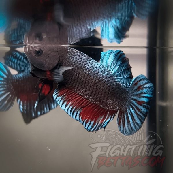 Super Bagan ”SB1” #3 Imported Indo Bloodline Betta Plakat