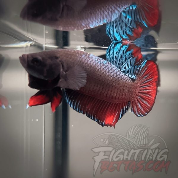 Super Bagan ”SB1” #4 Imported Indo Bloodline Betta Plakat