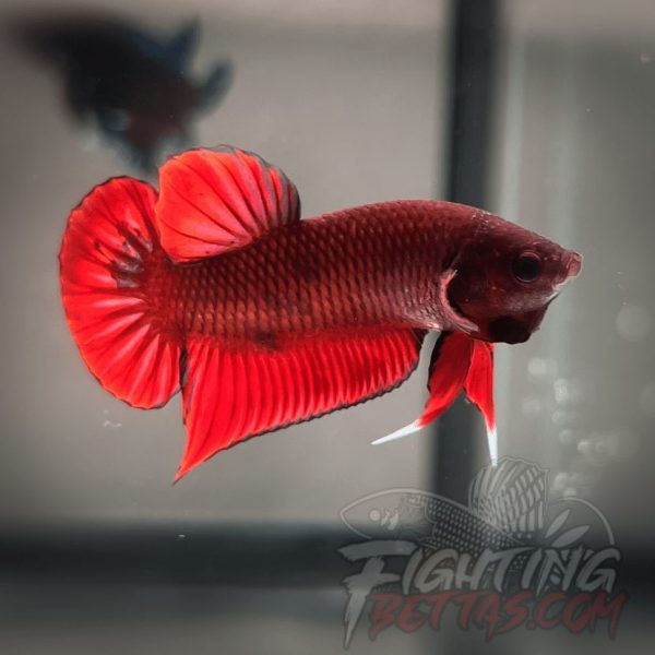 Fire Bagan API BA1#8 Imported Indo Bloodline Betta Plakat