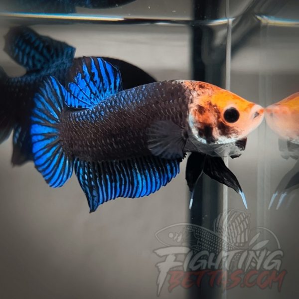 Sakai “GHOST” Fighter SG9#15 Thai Bloodline Betta Plakat