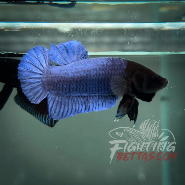 Hades Series Fighter HS6#15 Imported Thai Bloodline Betta Plakat