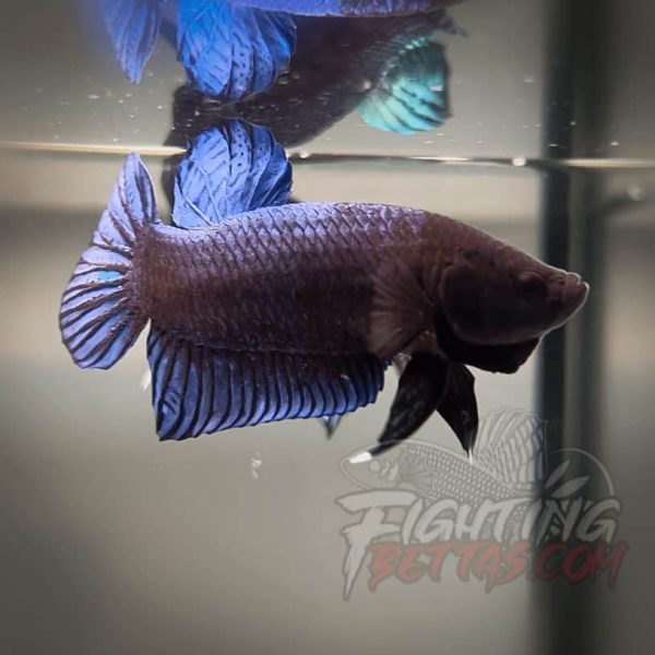 Hades Series Fighter HS6#7 Imported Thai Bloodline Betta Plakat