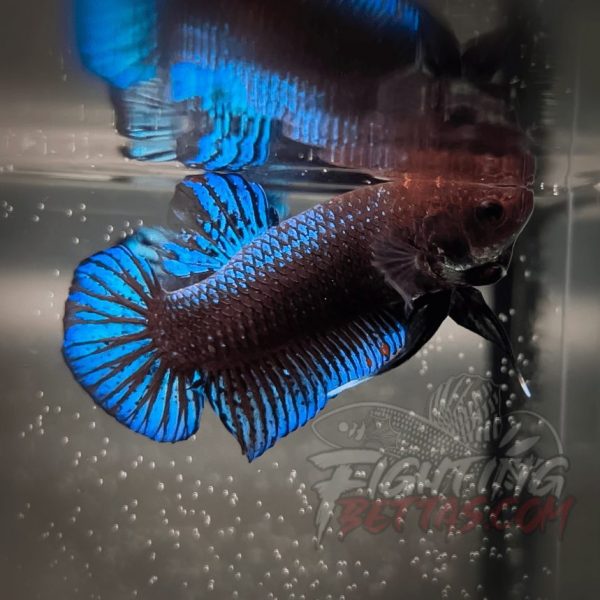 Sakai “GHOST” Fighter SG9#19 Thai Bloodline Betta Plakat