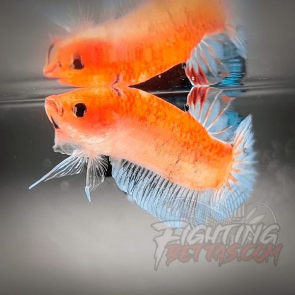 Sakai “GHOST” Fighter SG10#9 Thai Bloodline Betta Plakat