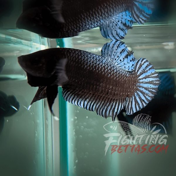 Phantom Series PH#1 Imported Thai Bloodline Betta Plakat