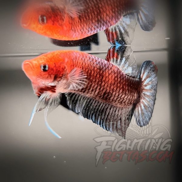 Sakai “GHOST” Fighter SG10#6 Thai Bloodline Betta Plakat