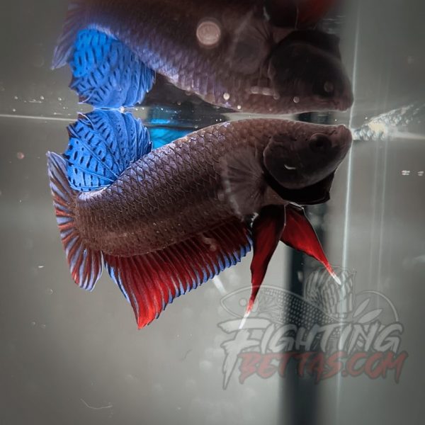 Spartan Series Ultimate Fighter SP1#4 Thai Bloodline Betta Plakat