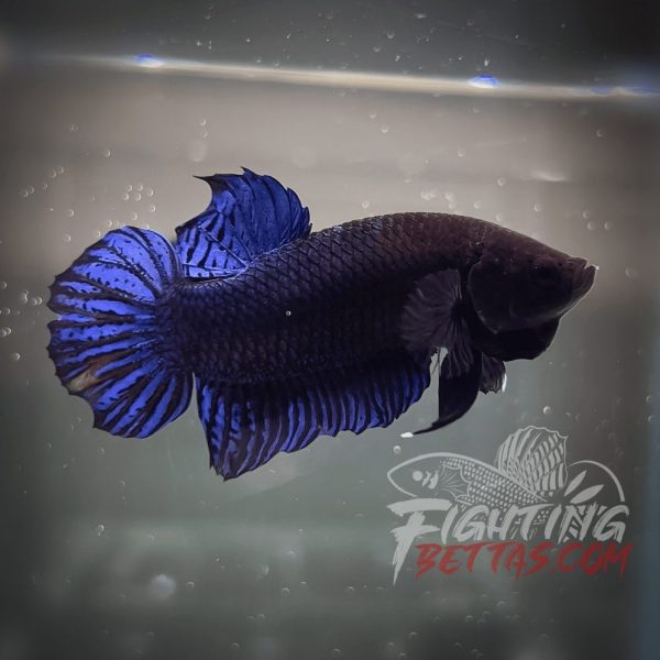 Vietnam – Cambodia VC#3 Imported Thai Bloodline Betta Plakat