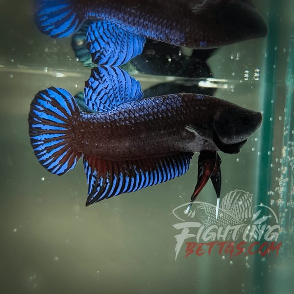 Sakai Top Fighter K60#3 Imported Thai Bloodline Betta Plakat