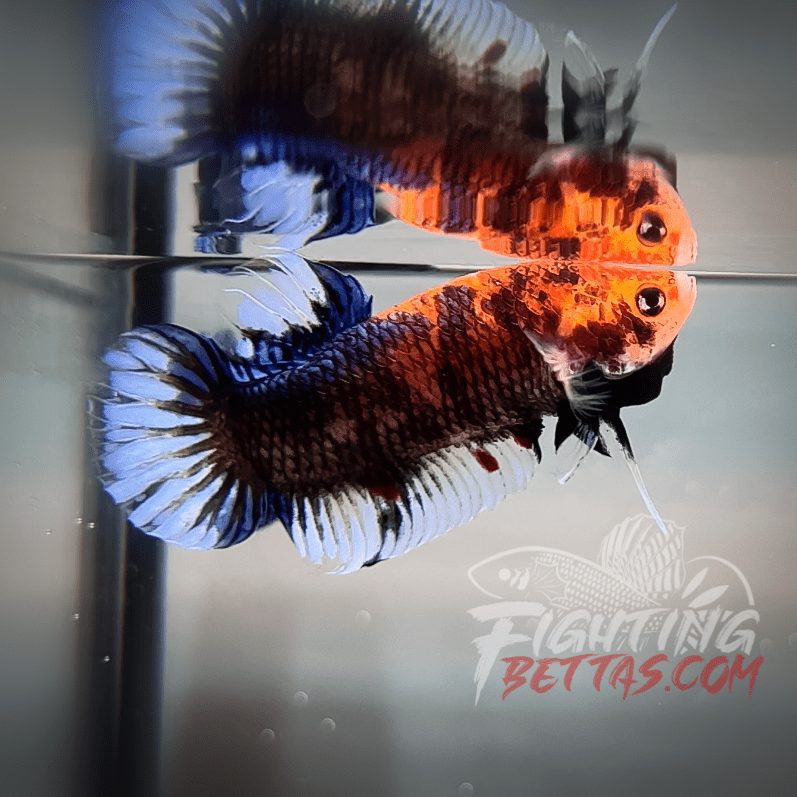 Sakai “GHOST” Fighter SG10#11 Thai Bloodline Betta Plakat