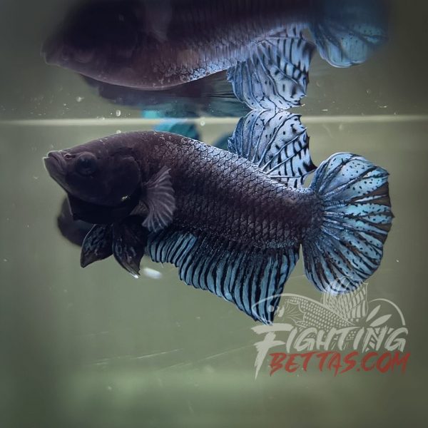 Vietnam – Cambodia VC#1 Imported Thai Bloodline Betta Plakat