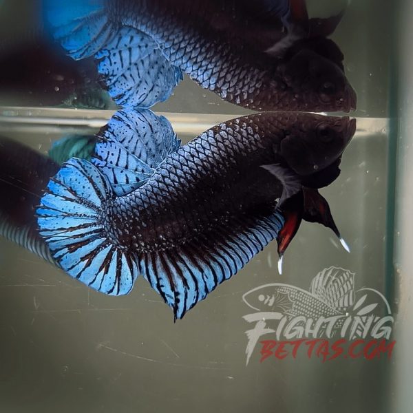Phantom Series PH#6 Imported Thai Bloodline Betta Plakat