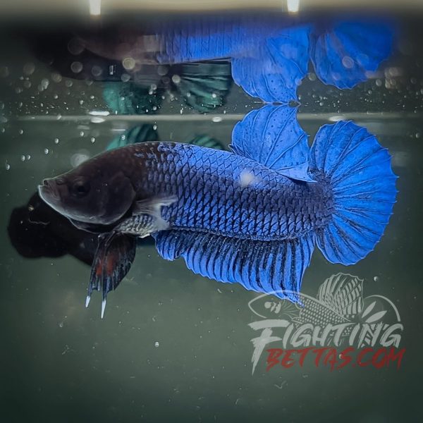 Hades Series Fighter HS6#11 Imported Thai Bloodline Betta Plakat