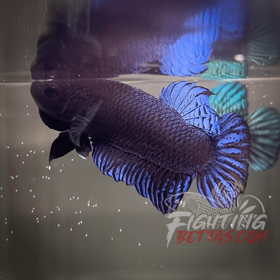 Vietnam - Cambodia VC#3 Imported Thai Bloodline Betta Plakat