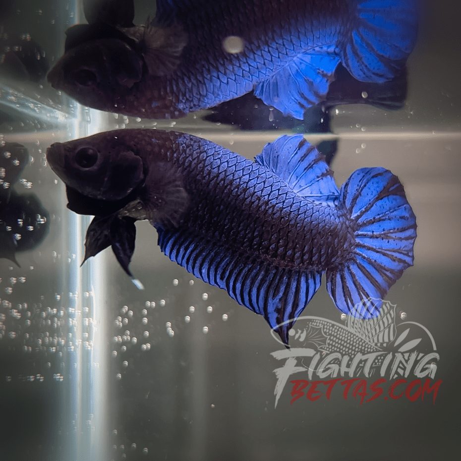 Hades Series Fighter HS6#17 Imported Thai Bloodline Betta Plakat