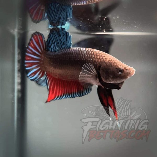 Sakai Top Fighter D122#2 Imported Thai Bloodline Betta Plakat