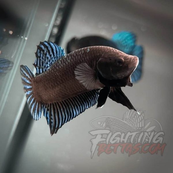 Phantom Series V4#8 Imported Thai Bloodline Betta Plakat