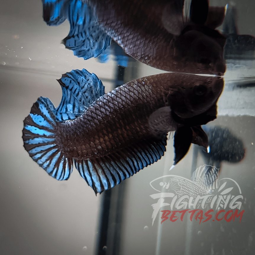 Phantom Series PH#8 Imported Thai Bloodline Betta Plakat