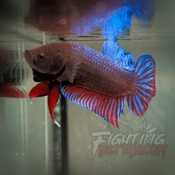 Spartan Series Ultimate Fighter SP1#3 Thai Bloodline Betta Plakat