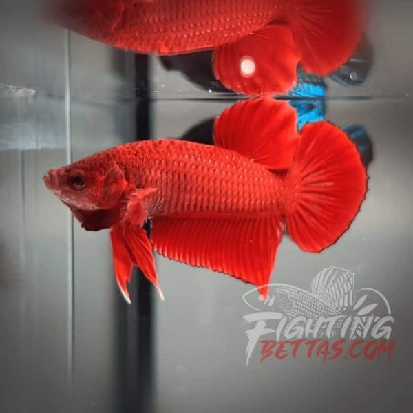 Fire Bagan API BA2#2 Imported Indo Bloodline Betta Plakat